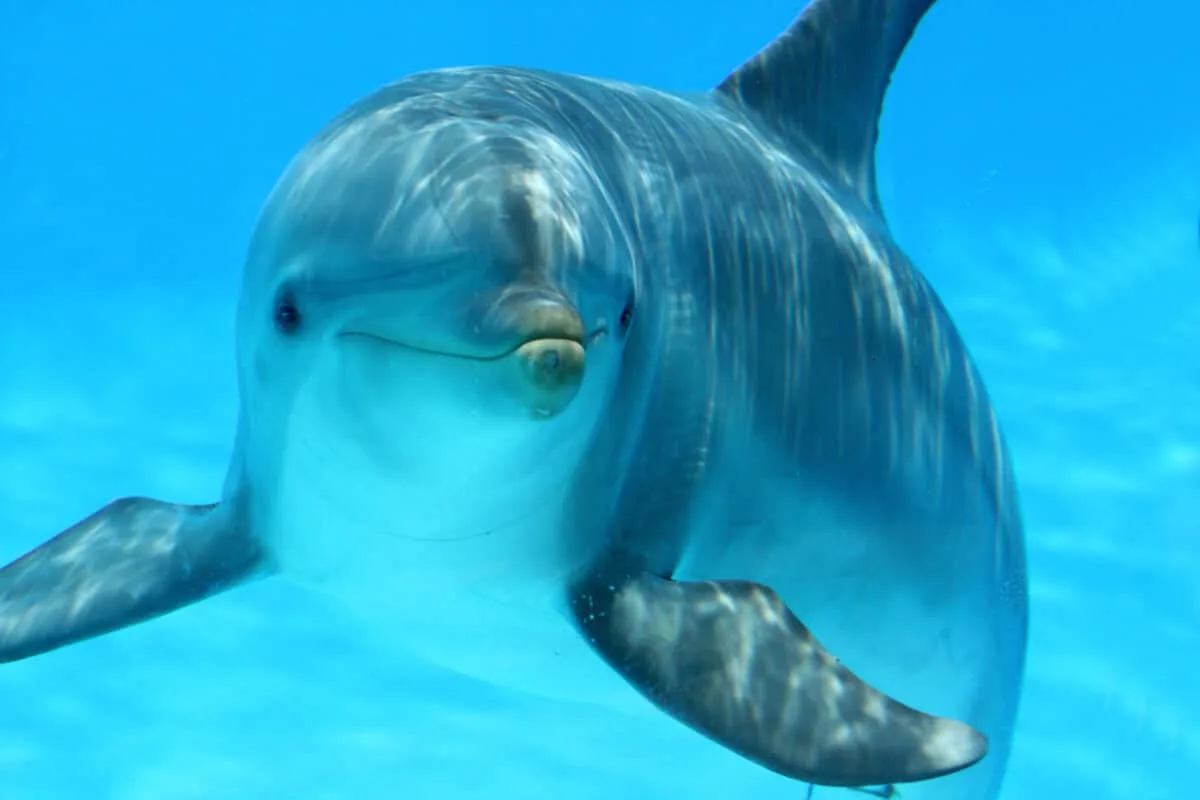 Dolphin Kisses Dog