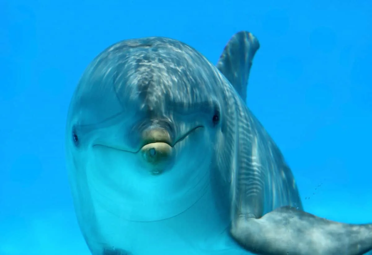 Dolphins React to Bizarre Bubbles
