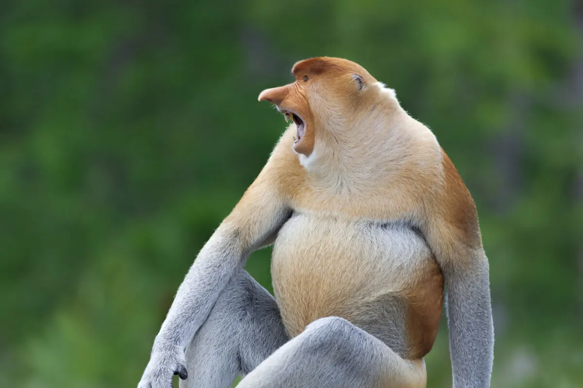 The Ugliest Monkey In the World Hitchhikes a Boat Ride Animals Around