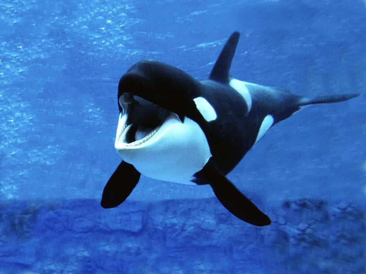 why Orcas are called Killer Whales. 