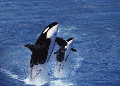 How Orca Moms Teach Their Calves to Hunt