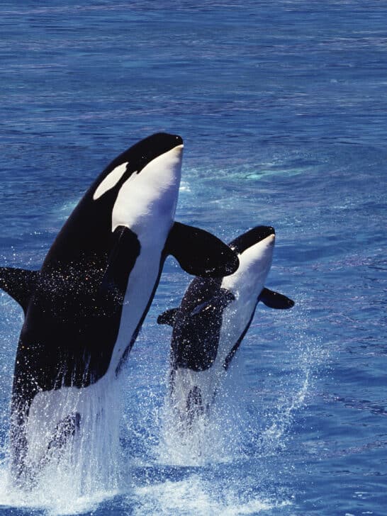 How Orca Moms Teach Their Calves to Hunt