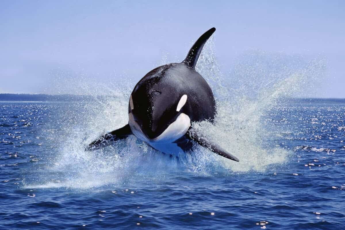 Orcas Chase a Fishermen's Boat