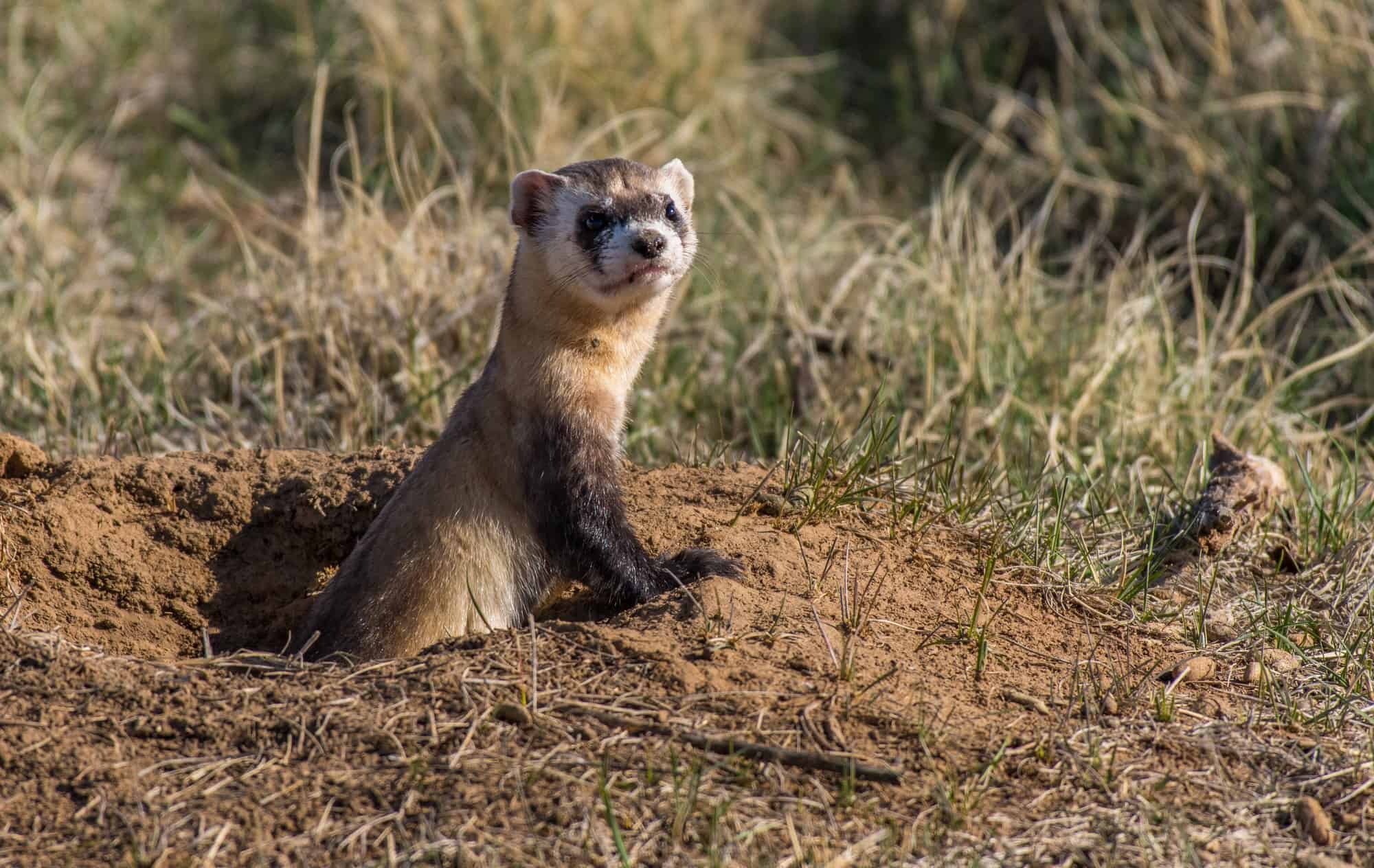 How Long Can A Ferret Survive In The Wild