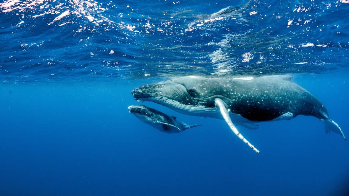 Whale Surprises Kayaker