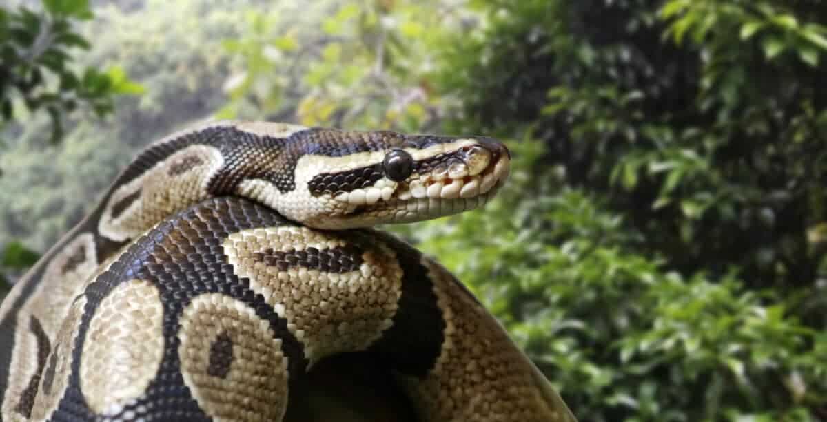 Python - The Constrictor