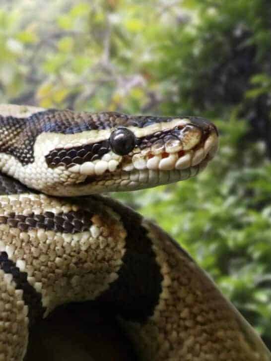 Python vs. Chinese Cobra