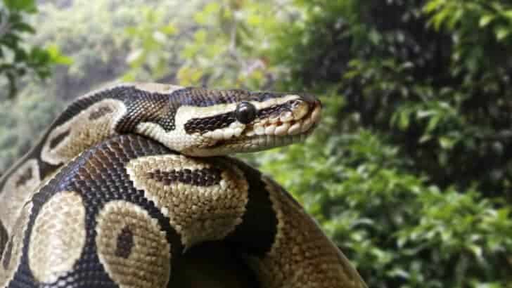 Must-Watch: Python vs. Chinese Cobra