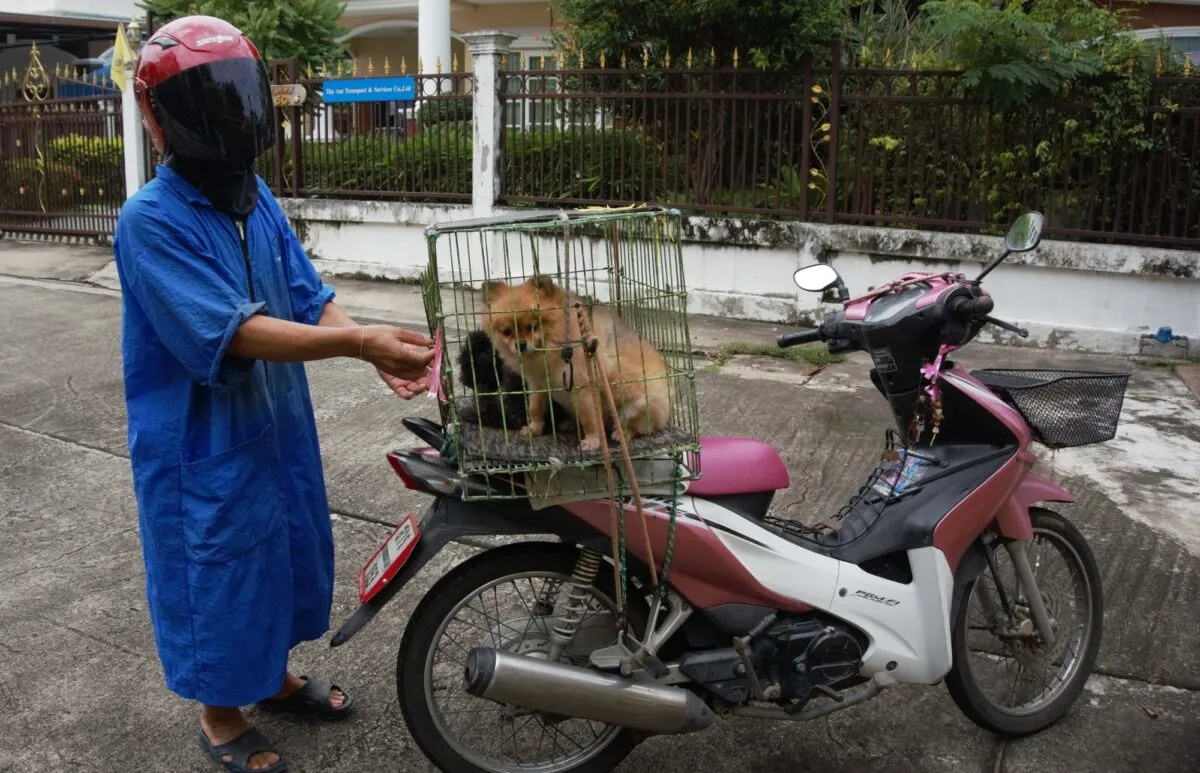 dog captured for dog meat industry 