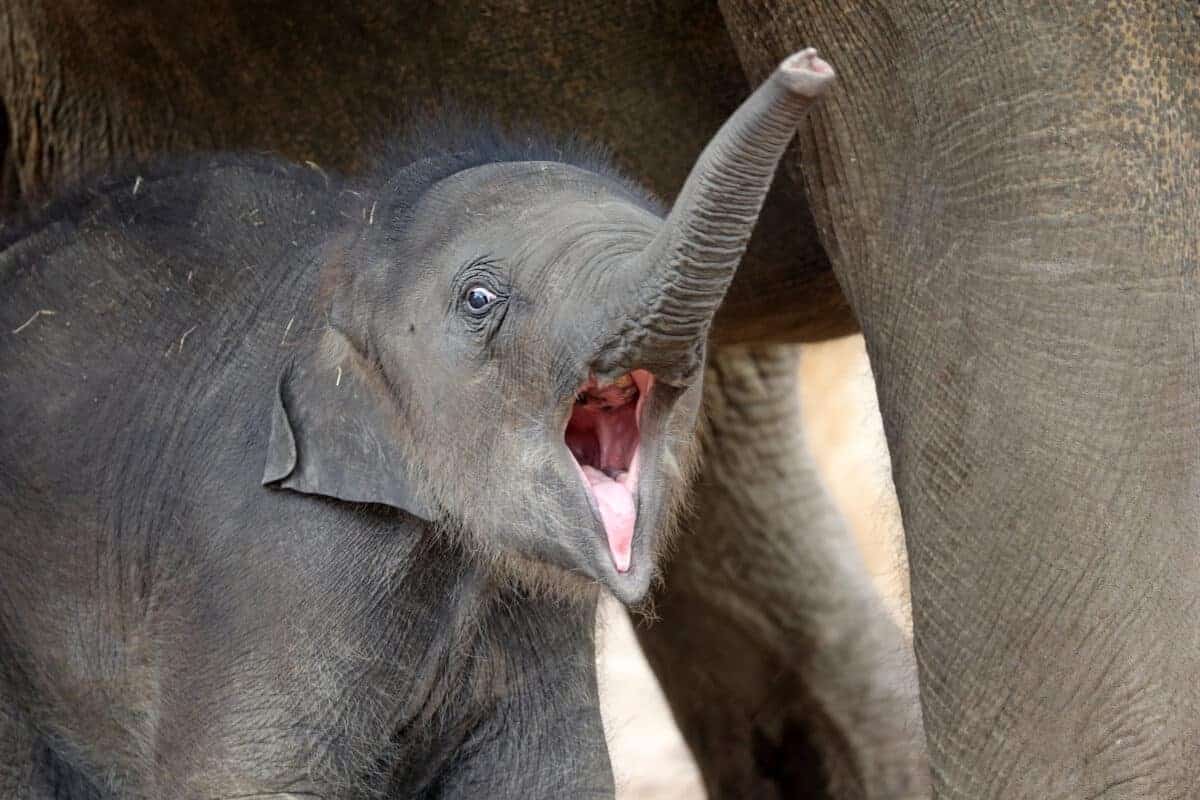 Baby elephant 