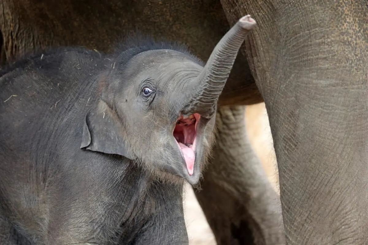 Baby elephant throwing a tantrum