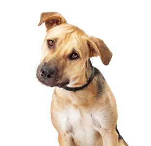 The Boggle Dog: Unraveling the Mystery of an Enigmatic Breed