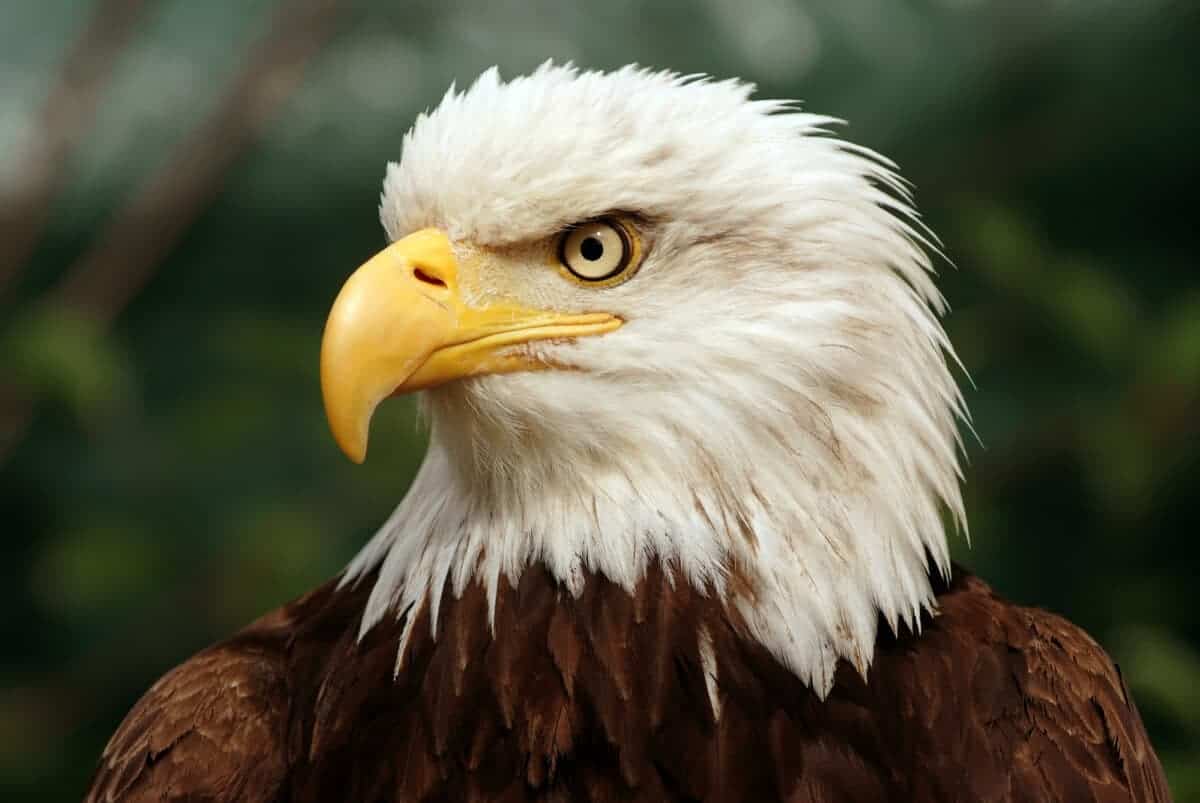 bald eagle