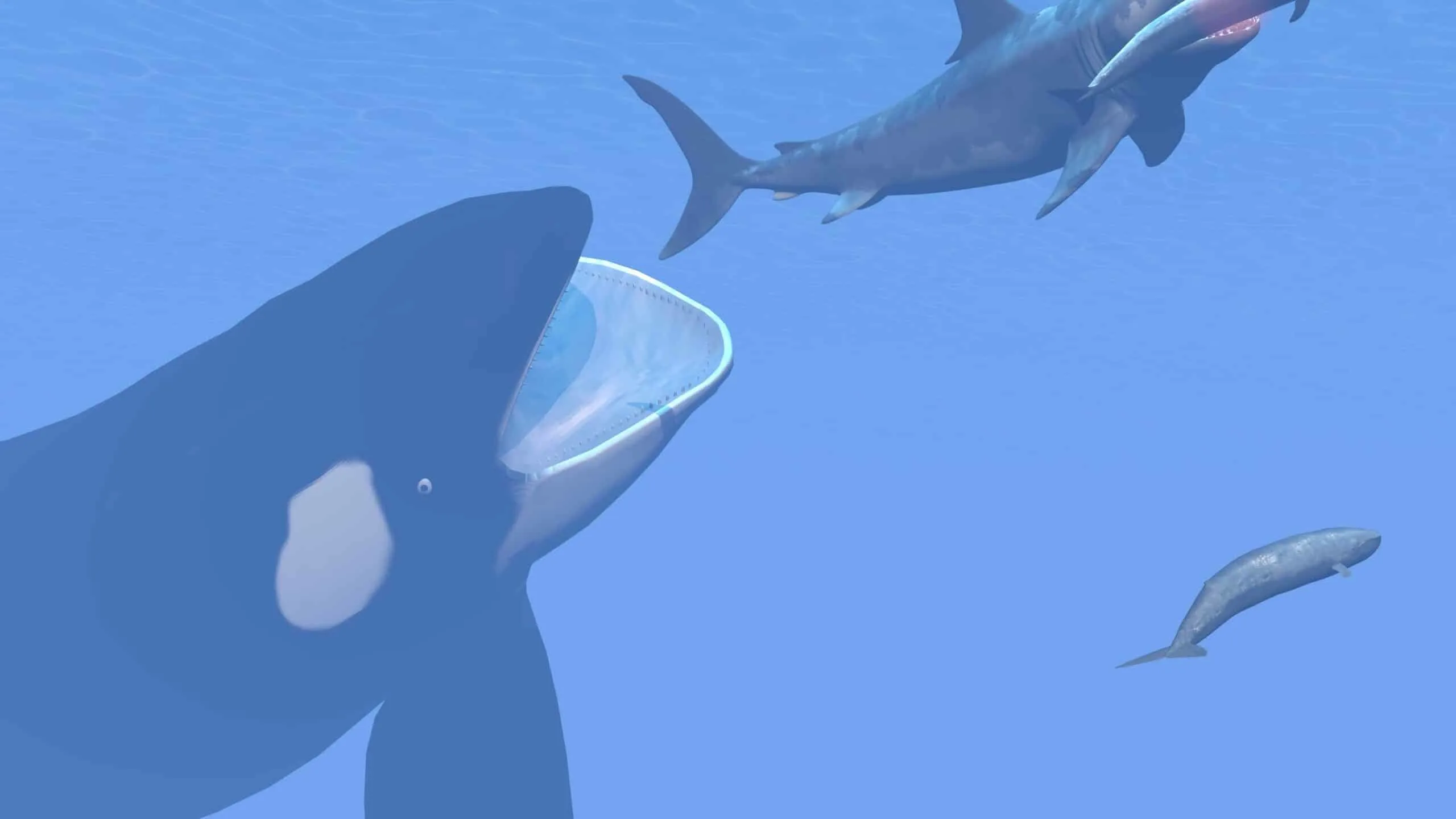 why Orcas are called Killer Whales. 