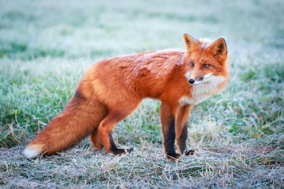 red fox