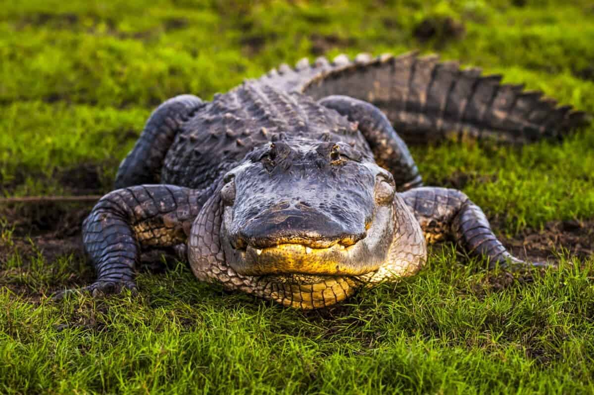 Alligator Breaks Into Florida Home