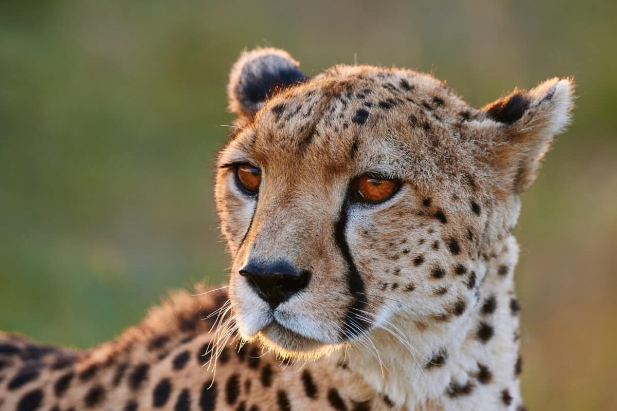 Cheetah Invades Safari Vehicle