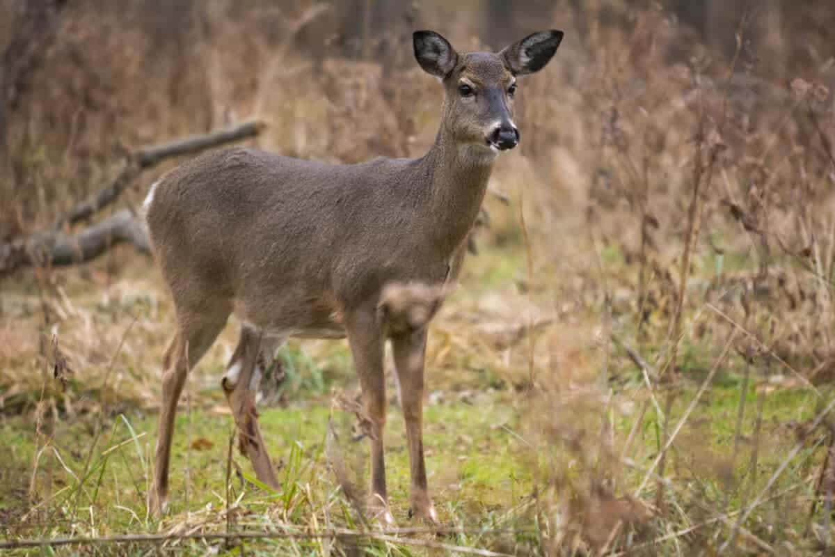 White-Tailed Deer