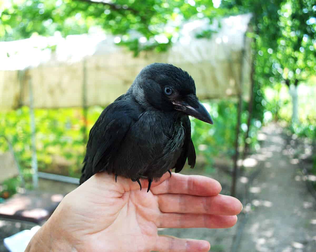 Raven Raised by Human Acts Like Dog