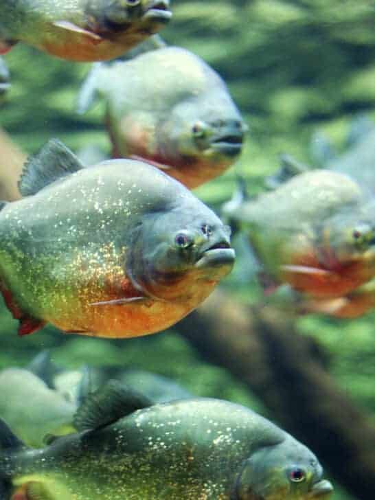 The 9 Most Terrifying Animal Myths That Turned Out to Be True