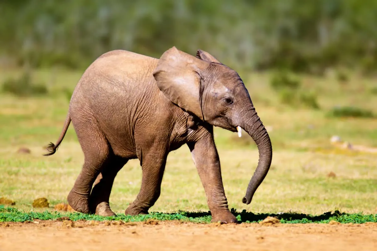 Baby Elephant Throwing a Tantrum