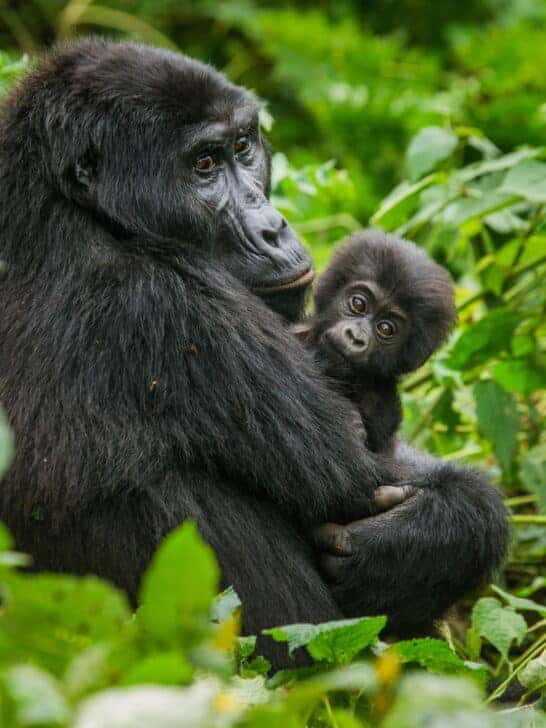 Discover Gorilla Spiritual Meaning
