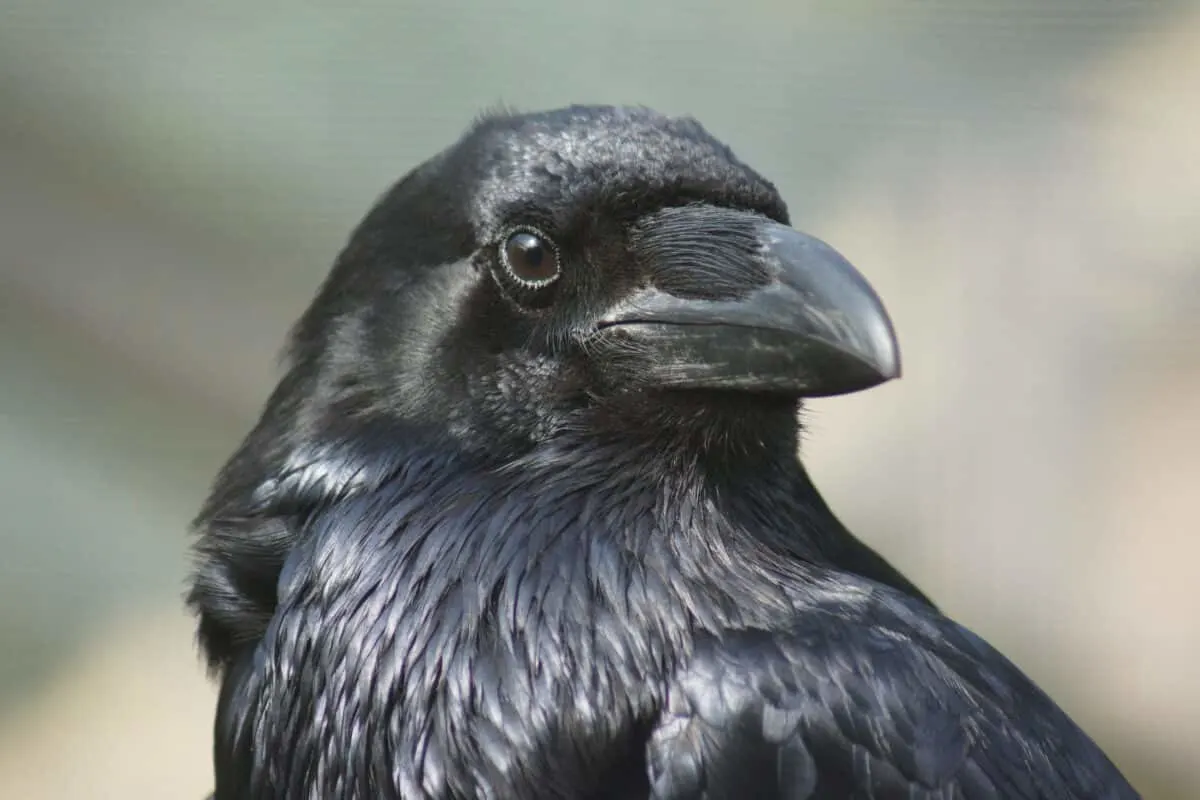 Raven Raised by Human Acts Like Dog