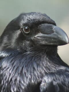 Raven Raised by Human Acts Like Dog