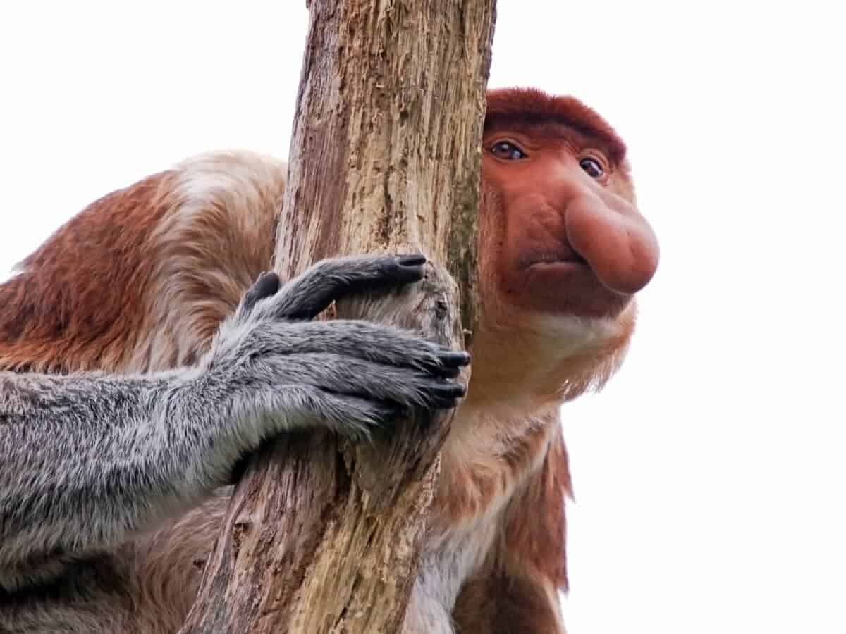 proboscis monkey