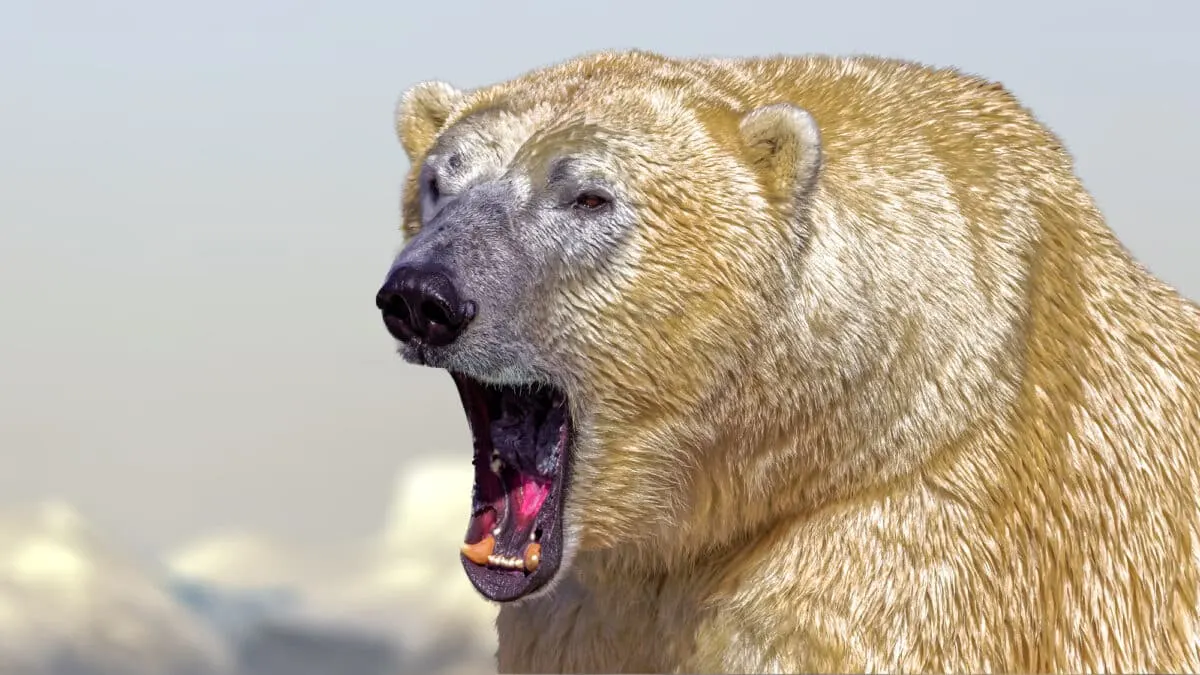 polar bear attack in Alaska