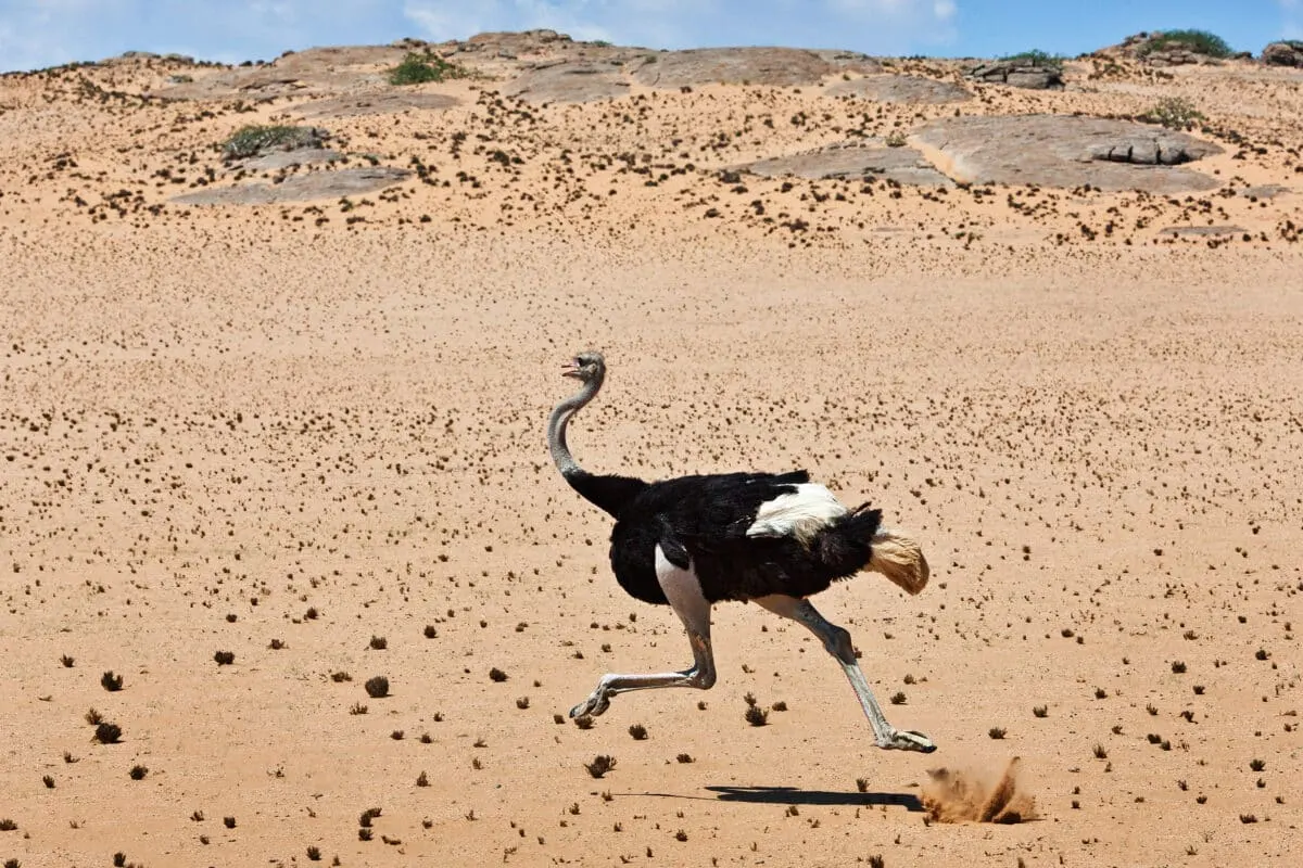 Cyclists Chased by an Ostrich