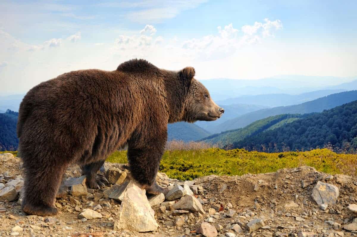 Bear Sits Down Next to Camper