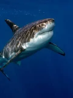 The Biggest Shark Ever Filmed