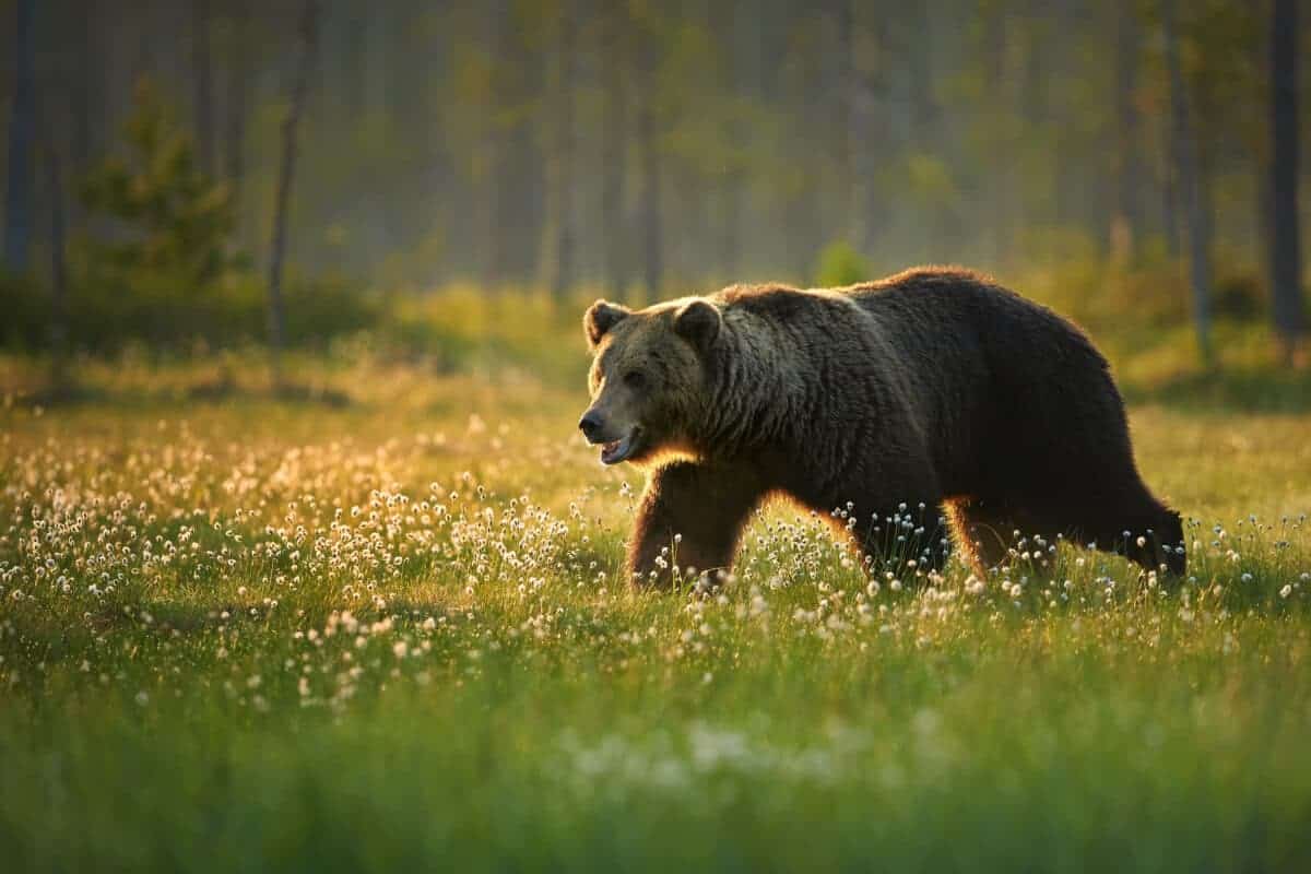 Bear Sits Down Next to Camper