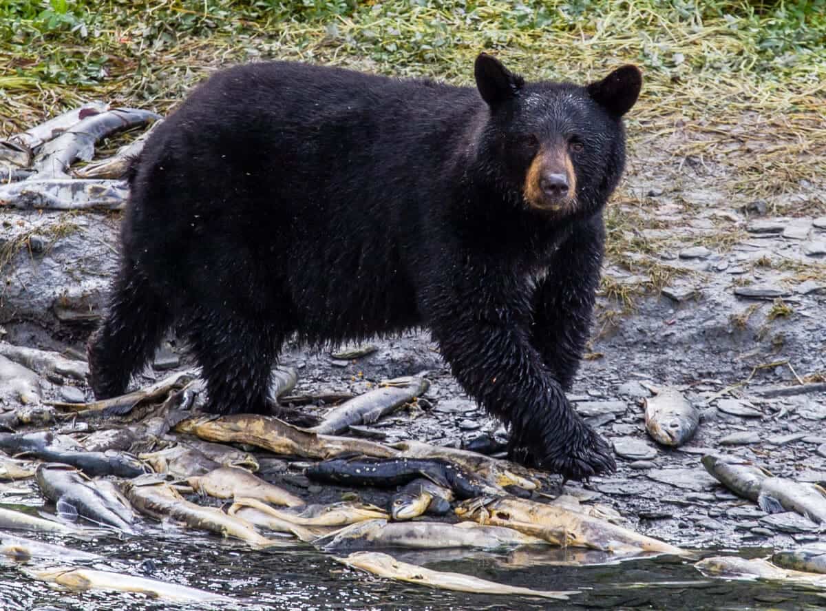 black bear