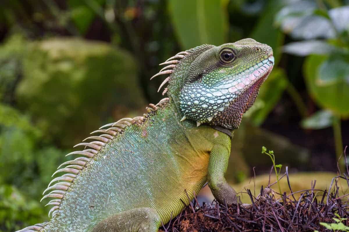 Green Iguana