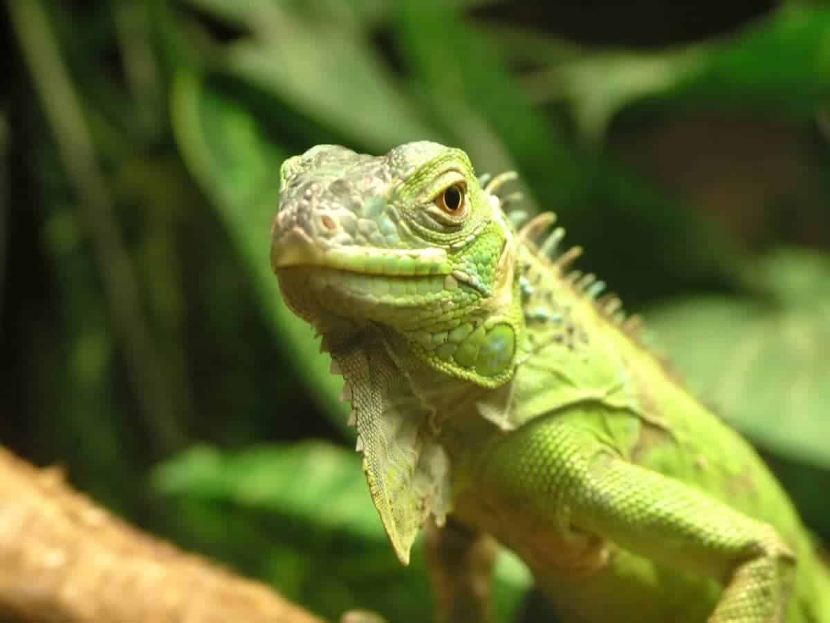 Green Iguana