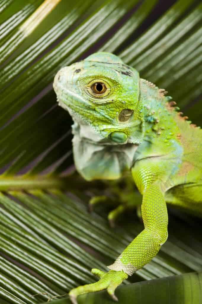 Green Iguana