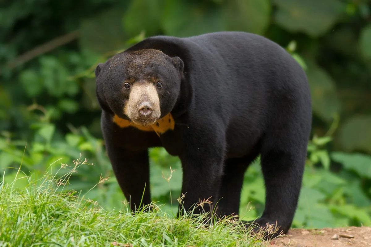 Sun bear in chinese zoo