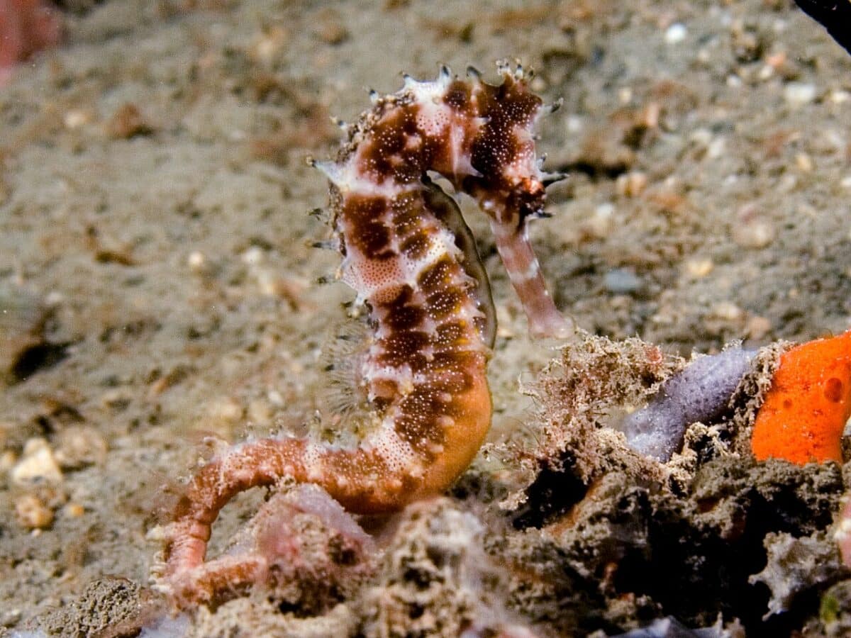 Seahorse coral reef animal
