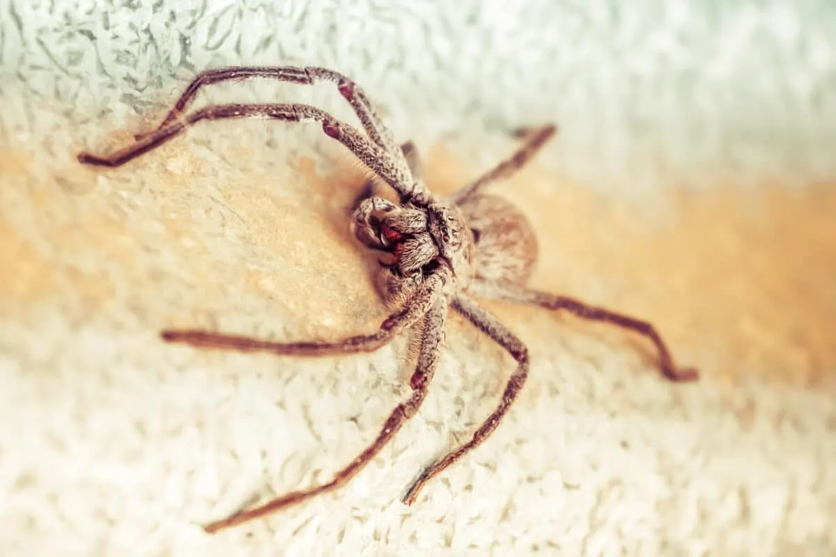 Huntsman