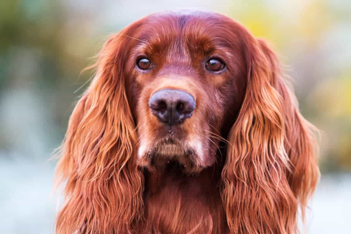 Irish Setter