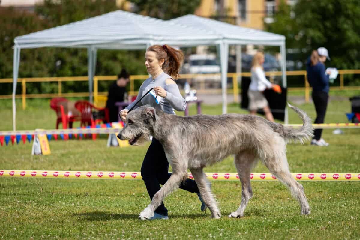Irish Wolfhound