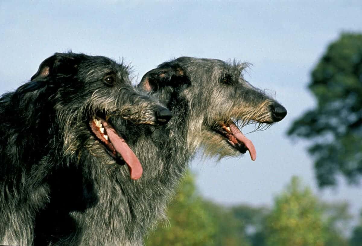 Irish Wolfhound