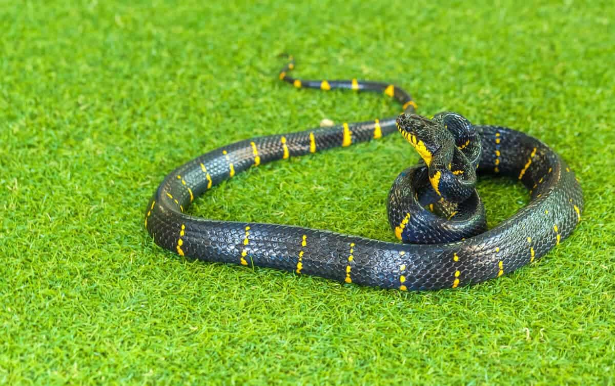 Mangrove Snake