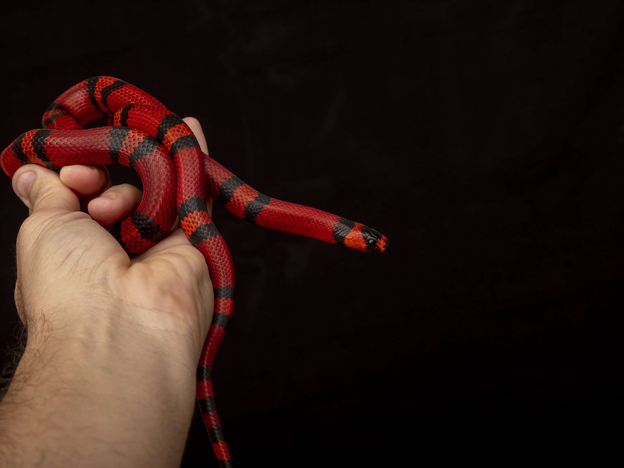 Photo inspiration: Young King Snakes Feeding Problems Reference: Are King Snakes Really Immune To Venom