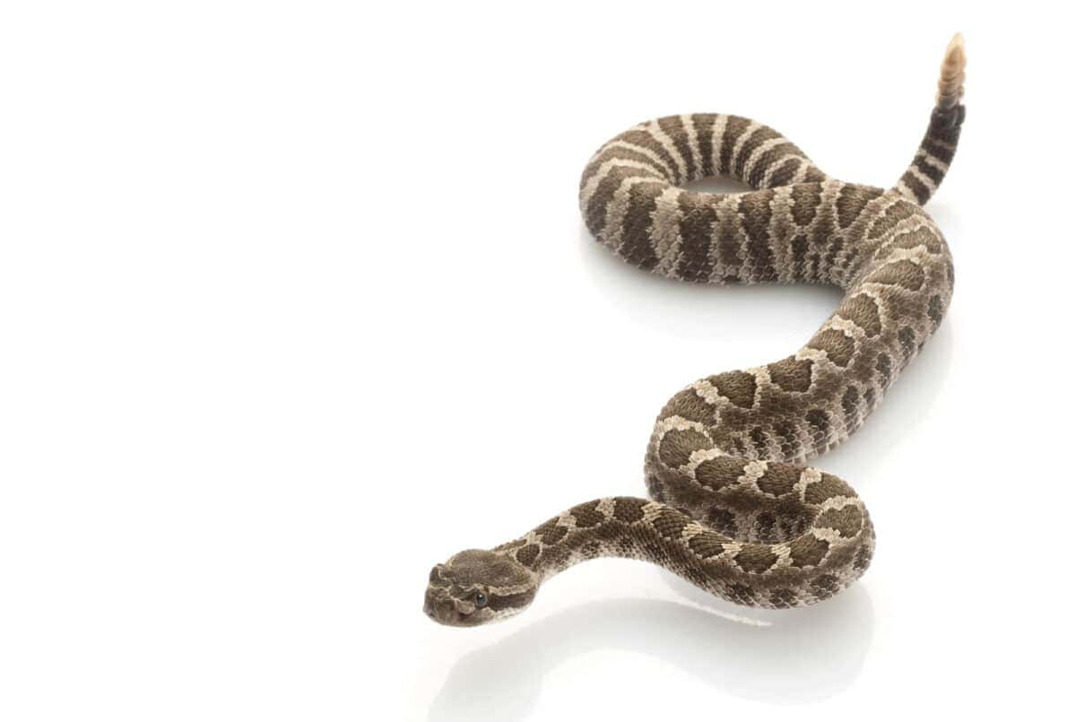 Northern Pacific Rattlesnake