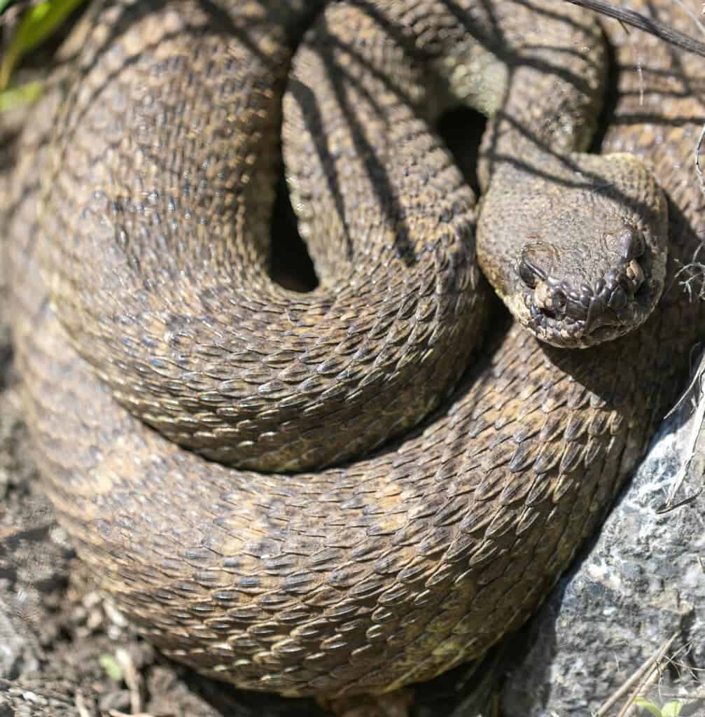 Northern Pacific Rattlesnake