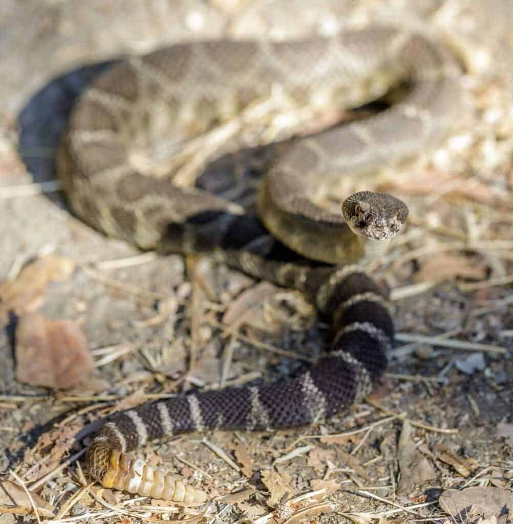 Northern Pacific Rattlesnake