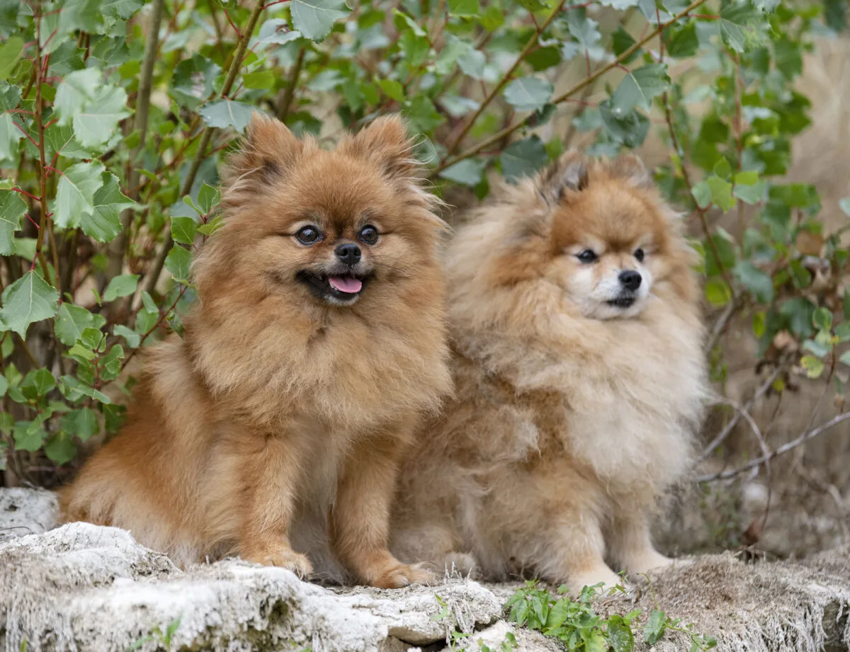 Pomeranians 